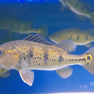 pbass kelberi gold bahia 17-18 cm