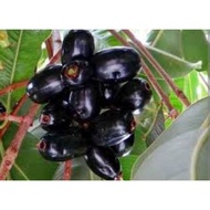 jawa plum , duhat , black berry , lomboy seed