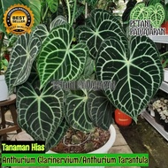 Tanaman Hias Anthurium Clarinervium - Anthurium Tarantula