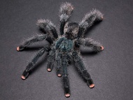 Exozone Tarantula Avicularia Pink toe Spider toys Terrarium & living room 3Dprint Decoration - Educa