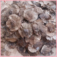 ❥ ☌ Narra Tree Seeds Per Pack