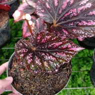 Tanaman Hias Begonia Rex