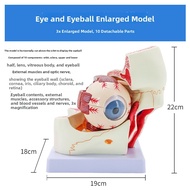 Magnified Eye Anatomical Model
