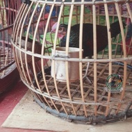 jual ayam hutan hijau | ayam hutan hijau terlaris