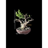 Bonsai Kimeng / Bonggol Kimeng