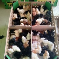 DOC ayam Joper Ayam Jawa Super I Ayam Kampung Super I Bibit ayam