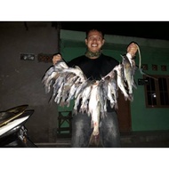 MOST POPULAR Kucur Ryan Fernandez Bait 1/ 2 Kg