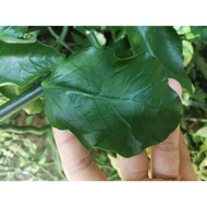 keratan Euphorbia tithymaloides