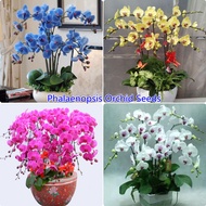 [Fast Delivery]Ready Stock Mixcolor Phalaenopsis Orchid Seeds for Planting (50 Seeds ) Pokok Orkid Hidup Benih Bunga Mixed Balcony Garden Potted Flower Seeds Bonsai Plants for Sale Vegetable Seeds Plant Seeds High Germination Rate Easy To Grow In Malaysia