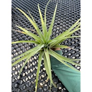 Augustfame Airplant - Tillandsia Flexuosa (XL)