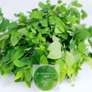 Quality Seeds ️Seeds of spinach, spinach, sweet vegetables, cool vegetables