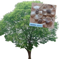 50 Seeds (buy 2 get 1 free) Narra Tree For Planting for Sale Easy To Planting In Local