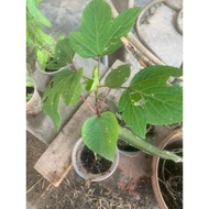 anak pokok roselle (rozel/rosela)