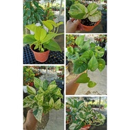 NJOY // MARBLE QUEEN / Gold / MANJULA POTHO / MONEY PLANT