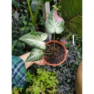 [Ready Stock] Shycool plant/caladium/cat tumpah