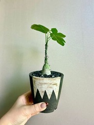 實生針腺蔓 多肉塊根植物象牙宮象足漆樹植物鉢龜甲龍