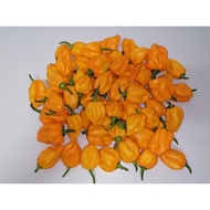 10pcs seeds MINI orange peach yellow habanero 🍑