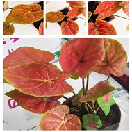 Seed Garden Plant caladium vent Pot Bonsai Plant Seeds