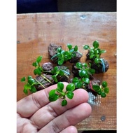 Anubias Petite
