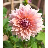5 Biji Segar Benih Bunga Dahlia 'Mango Madness' Flower Dahlia Seed - 5 Seed