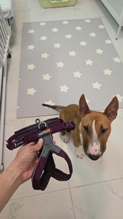 non stop 5.0 胸背帶  #ruffwear #寵物