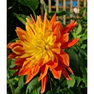 DINNERPLATE DAHLIA TUBER ID LIFE FORCE