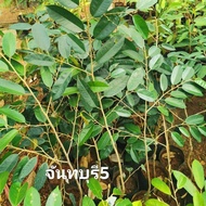 ต้นทุเรียนสายพันธุ์ จันทบุรี 5ก้านยาวตามธรรมชาติ