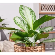 Biji Benih Rare Silver Bay Aglaonema - 3 Seed