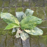 aglaonema crispum X aglaonema nitidum (aglaonema variegata hybrid)