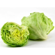 50 Biji Benih Benih Salad Iceberg Lettuce Seed - 50 Seed