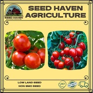 Tomato / Cherry Tomato seeds (20-25 seed)