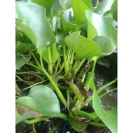 Water hyacinth. Ornamental plant seeds, water hyacinth, ready