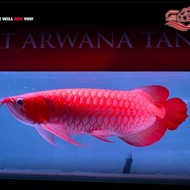 ikan arwana super red