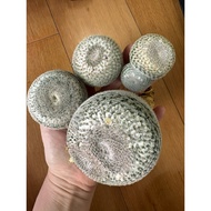 Mammillaria formosa ssp microthele