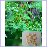 ◴ ◊ Native Sili Labuyo (10 seeds)
