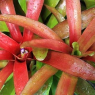 Bromeliad Paradise Neoregelia *SUPER BALL* - Bromeliad Paradise / RED &amp; GREEN