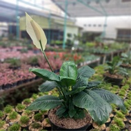 Spathiphyllum 'Sensation', Peace Lily, White Sails