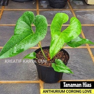 Tanaman Hias Anthurium Corong - Tanaman Anturium Corong