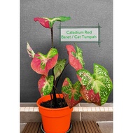 Keladi Caladium Thai Hybrid Cat Tumpah / Red Beret