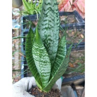 Anak pokok Snake plant#sz small#