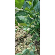 香水柠檬苗 Fragrant Lemon