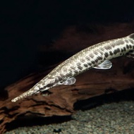 hiasan aquarium aligator Florida gar
