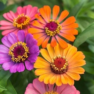 Forecast Mix Zinnia 20 seeds