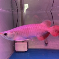 Ikan arwana super red 20cm
