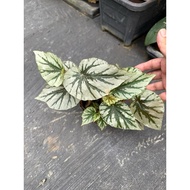 Pokok Hiasan Murah begonia