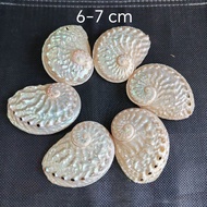 Conch abalone shell - Beautiful snail shells used for decoration and collection
