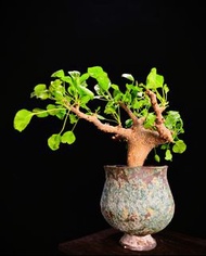 #459 白皮地丁橄欖 Commiphora drake / 另售塊根植物、象牙宮、龜甲龍、念珠橄欖、橄欖樹、象足漆樹