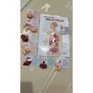 Human organ figure, human body model