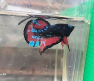 斗鱼betta fish ikan laga - hmpk avatar galaxy pasir（male）1／9 baby size