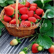 Biji Benih Stroberi Buah Strawberry Merah Manis Import